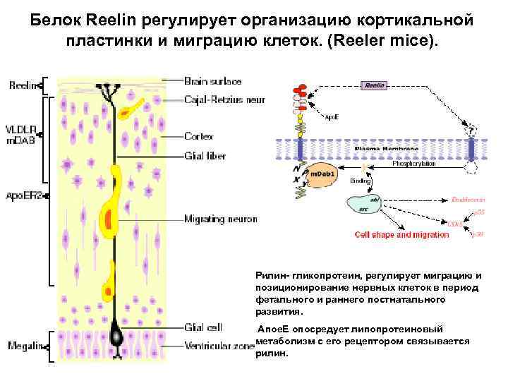 Белок Reelin регулирует организацию кортикальной пластинки и миграцию клеток. (Reeler mice). Рилин- гликопротеин, регулирует