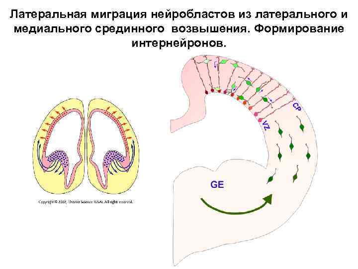 Латеральная миграция нейробластов из латерального и медиального срединного возвышения. Формирование интернейронов. 