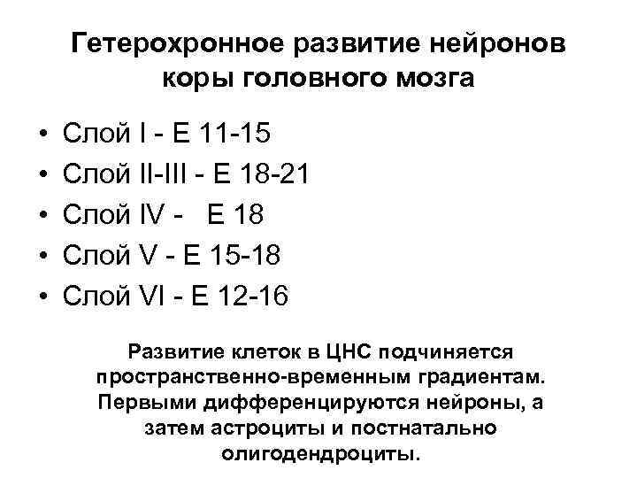 Гетерохронное развитие нейронов коры головного мозга • • • Слой I - E 11