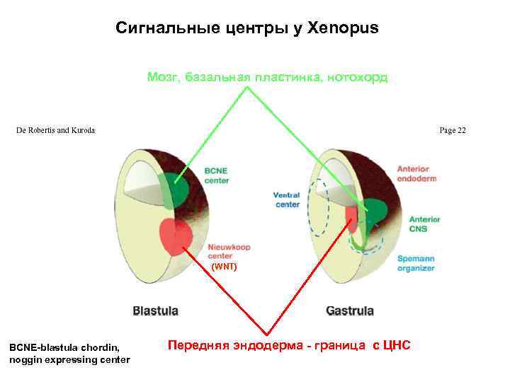 Сигнальные центры у Xenopus Мозг, базальная пластинка, нотохорд (WNT) BCNE-blastula chordin, noggin expressing center