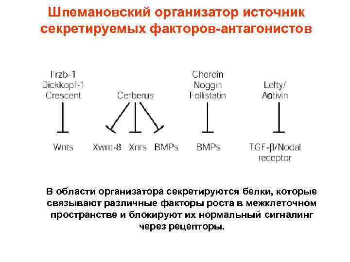 Шпемановский организатор источник секретируемых факторов-антагонистов С В области организатора секретируются белки, которые связывают различные