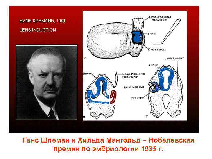 Ганс Шпеман и Хильда Мангольд – Нобелевская премия по эмбриологии 1935 г. 