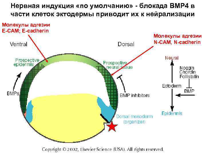 Нервная индукция «по умолчанию» - блокада BMP 4 в части клеток эктодермы приводит их