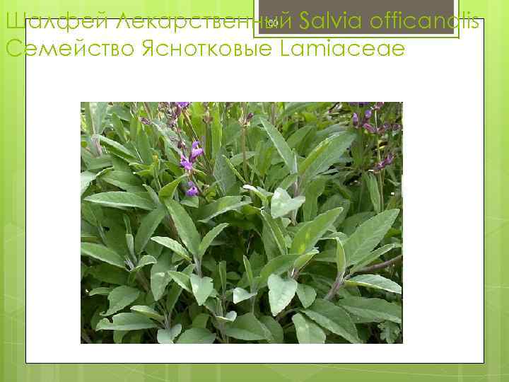 Шалфей Лекарственный Salvia officanalis Семейство Яснотковые Lamiaceae 100 