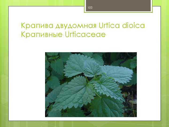 102 Крапива двудомная Urtica dioica Крапивные Urticaceae 