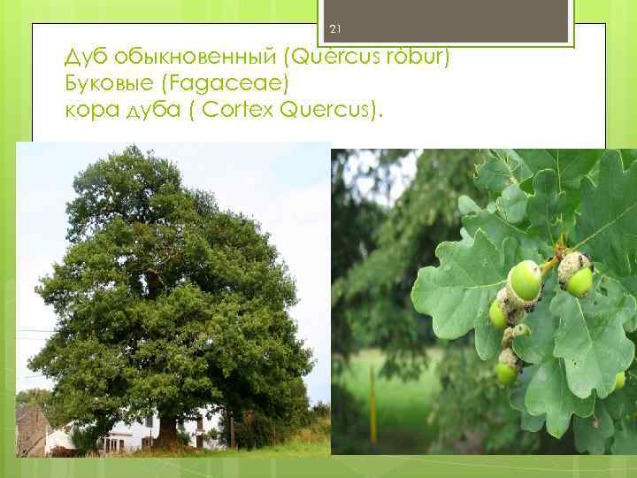 Части дуба. Quercus Robur кора. Кора дуба - Cortex Quercus. Классификация дуба обыкновенного. Признаки дуба.