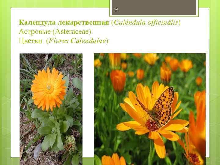 25 Календула лекарственная (Caléndula officinális) Астровые (Аsteraceae) Цветки (Flores Calendulae) 
