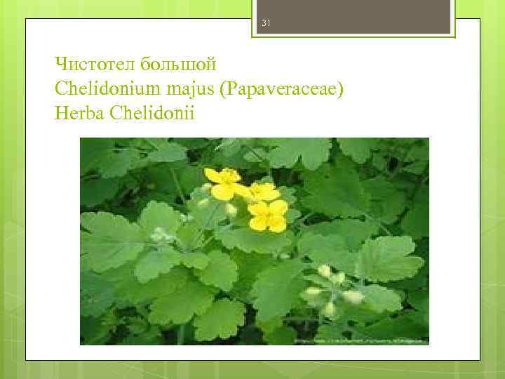 31 Чистотел большой Chelidonium majus (Papaveraceae) Herba Chelidonii 