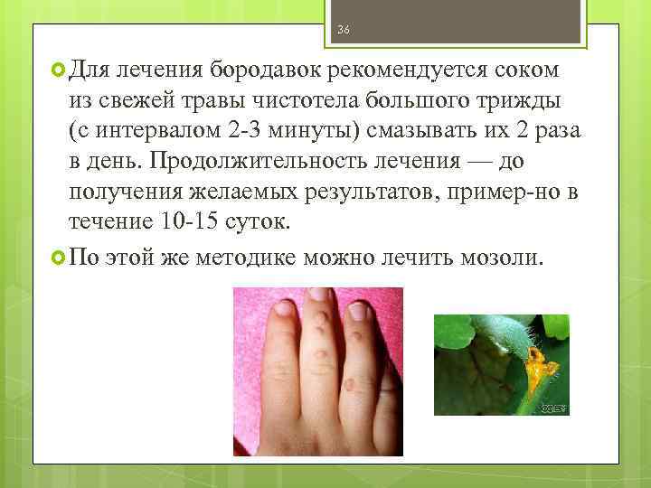 36 Для лечения бородавок рекомендуется соком из свежей травы чистотела большого трижды (с интервалом
