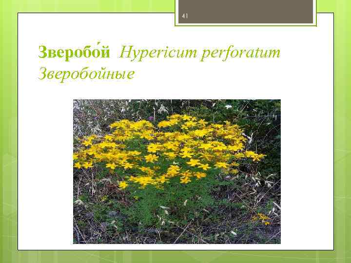 41 Зверобо й Hypericum perforatum Зверобойные 
