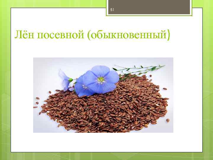51 Лён посевной (обыкновенный) 
