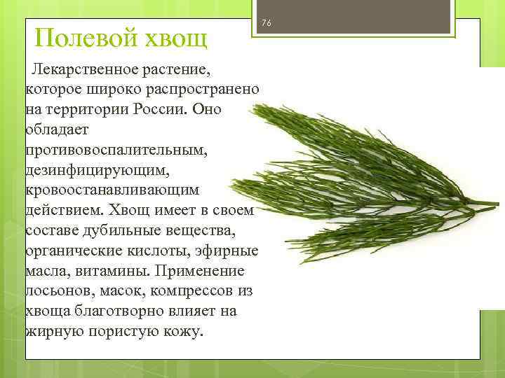 Полевой хвощ 76 Лекарственное растение, которое широко распространено на территории России. Оно обладает противовоспалительным,