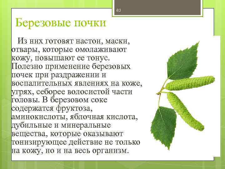 83 Березовые почки Из них готовят настои, маски, отвары, которые омолаживают кожу, повышают ее