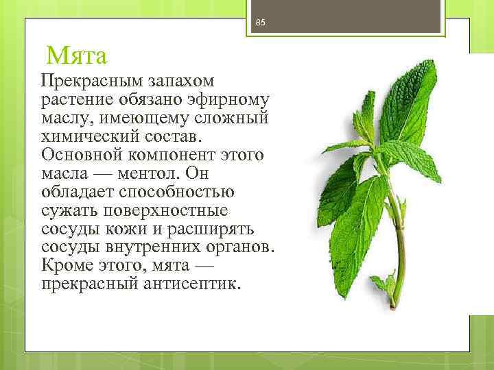 85 Мята Прекрасным запахом растение обязано эфирному маслу, имеющему сложный химический состав. Основной компонент