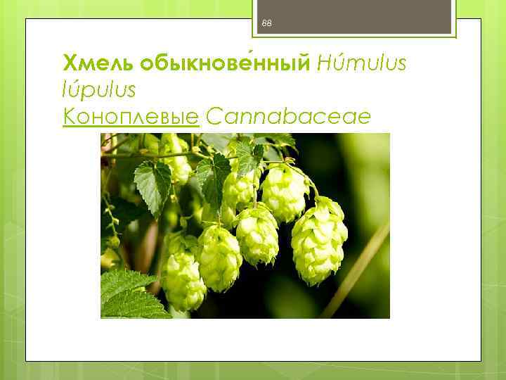 88 Хмель обыкнове нный Húmulus lúpulus Коноплевые Cannabaceae 