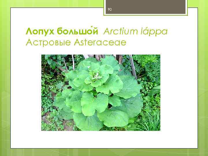 90 Лопух большо й Arctium láppa Астровые Asteraceae 