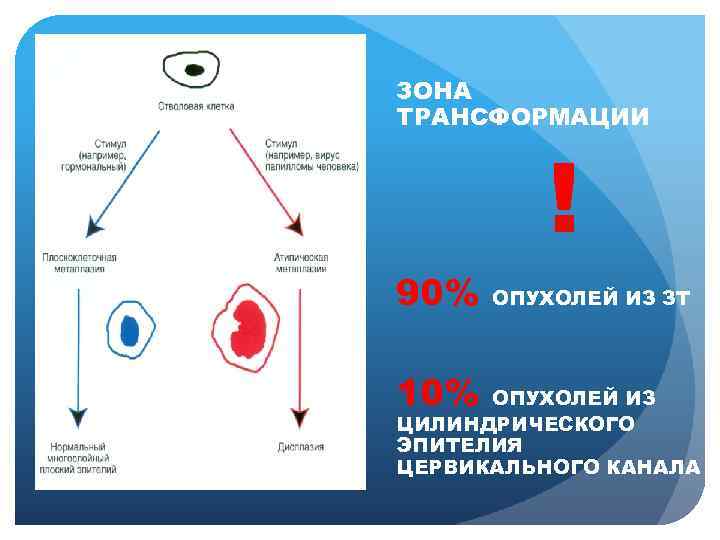 ЗОНА ТРАНСФОРМАЦИИ ! 90% ОПУХОЛЕЙ ИЗ ЗТ 10% ОПУХОЛЕЙ ИЗ ЦИЛИНДРИЧЕСКОГО ЭПИТЕЛИЯ ЦЕРВИКАЛЬНОГО КАНАЛА