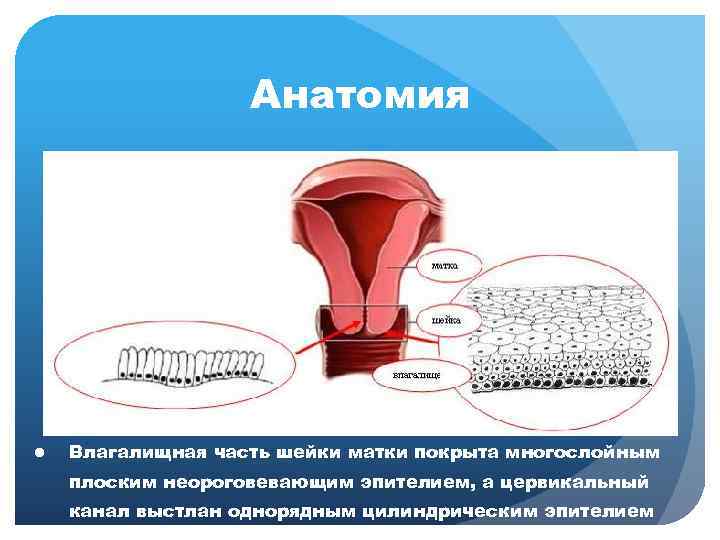 Анатомия ● Влагалищная часть шейки матки покрыта многослойным плоским неороговевающим эпителием, а цервикальный канал