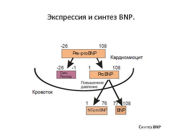 Экспрессия и синтез BNP. Синтез BNP 