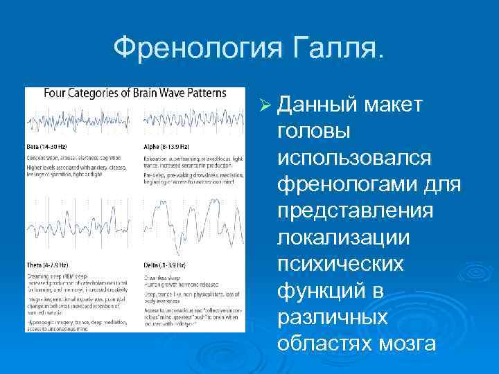 Френология Галля. Ø Данный макет головы использовался френологами для представления локализации психических функций в