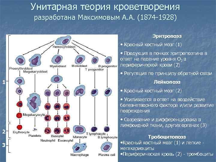 Унитарная теория кроветворения разработана Максимовым А. А. (1874 -1928) Эритропоэз • Красный костный мозг