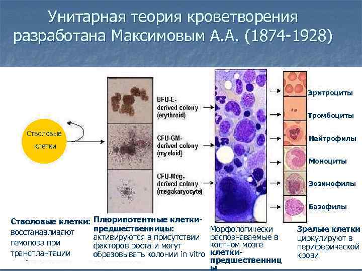 Унитарная теория кроветворения разработана Максимовым А. А. (1874 -1928) Эритроциты Тромбоциты Стволовые Нейтрофилы клетки