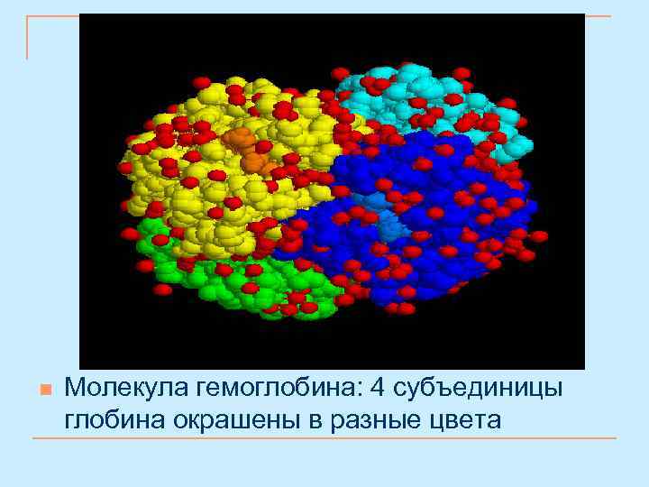 n Молекула гемоглобина: 4 субъединицы глобина окрашены в разные цвета 