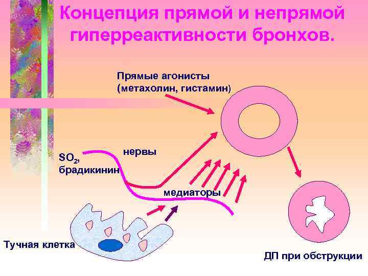 Концепция прямой и непрямой гиперреактивности бронхов. Прямые агонисты (метахолин, гистамин) SO 2, брадикинин нервы