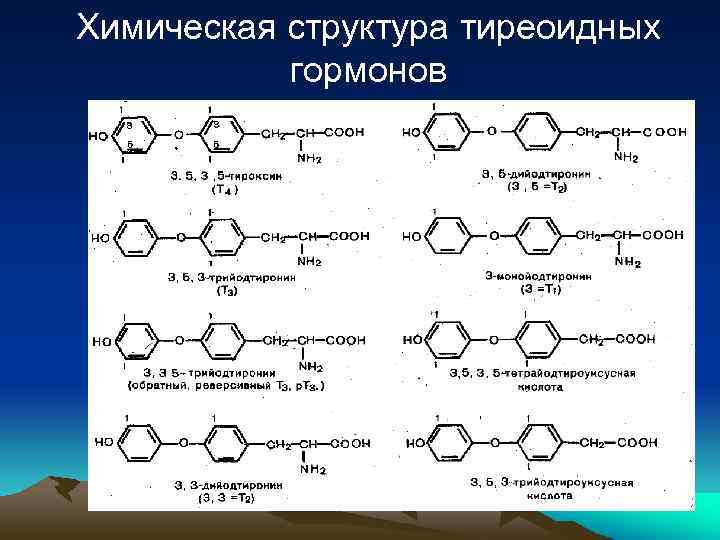 Химическая структура тиреоидных гормонов 