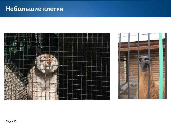 Небольшие клетки Page 10 