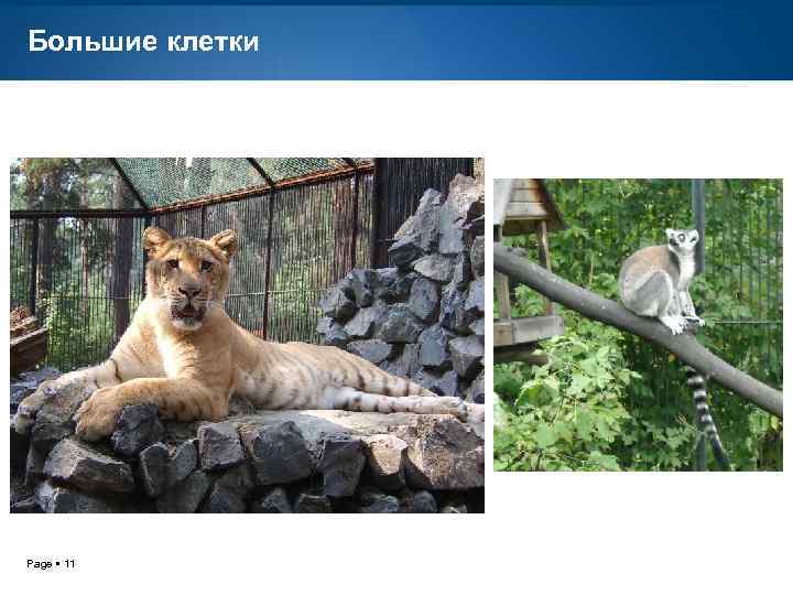 Большие клетки Page 11 