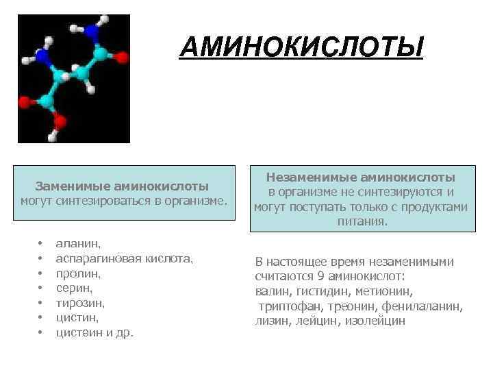 Аминокислоты в организме человека. Аминокислоты которые могут синтезироваться в организме человека. Аминокислоты не синтезируемые в организме человека называются. Аминокислоты не синтезируемые в организме человека. Заменимые аминокислоты в организме.