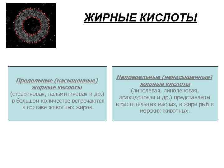 ЖИРНЫЕ КИСЛОТЫ Предельные (насыщенные) жирные кислоты (стеариновая, пальмитиновая и др. ) в большом количестве