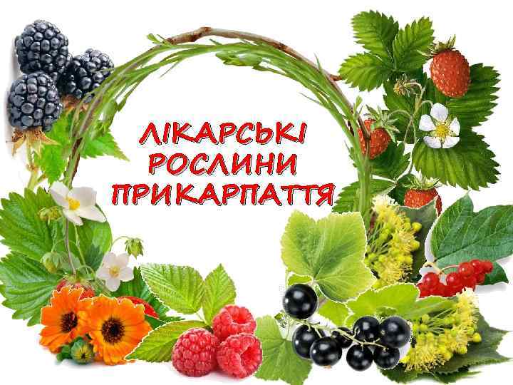 ЛІКАРСЬКІ РОСЛИНИ ПРИКАРПАТТЯ 
