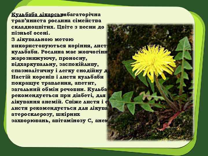 Кульбаба лікарськабагаторічна – трав’яниста рослина сімейства складноцвітих. Цвіте з весни до пізньої осені. З