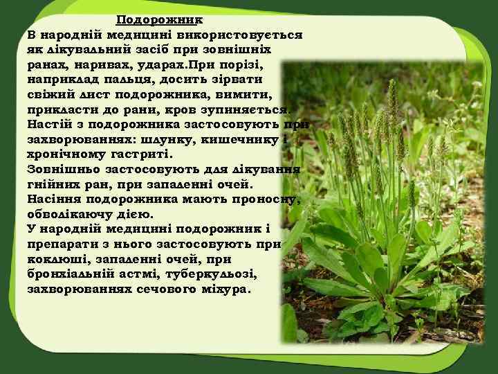 Подорожник В народній медицині використовується як лікувальний засіб при зовнішніх ранах, наривах, ударах. При