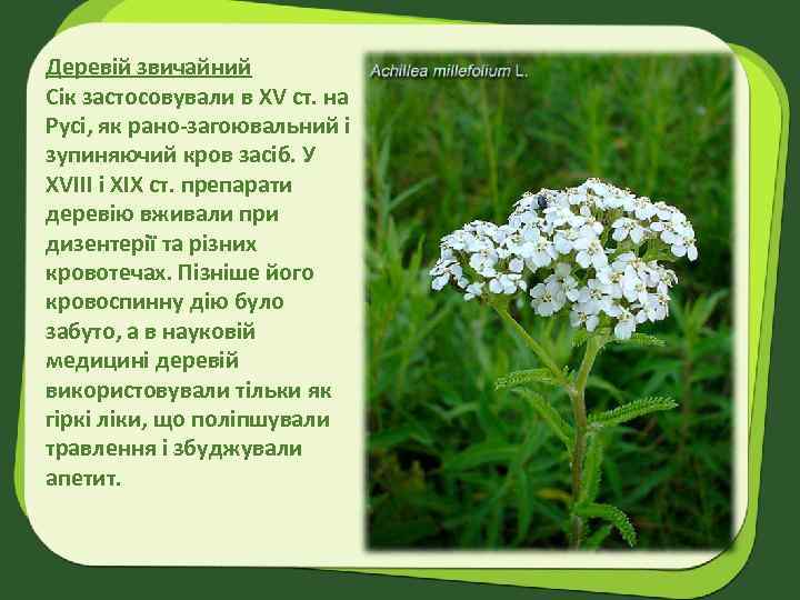 Деревій звичайний Сік застосовували в XV ст. на Русі, як рано-загоювальний і зупиняючий кров