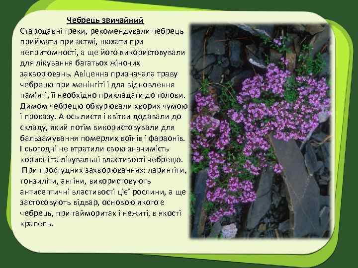 Чебрець звичайний Стародавні греки, рекомендували чебрець приймати при астмі, нюхати при непритомності, а ще
