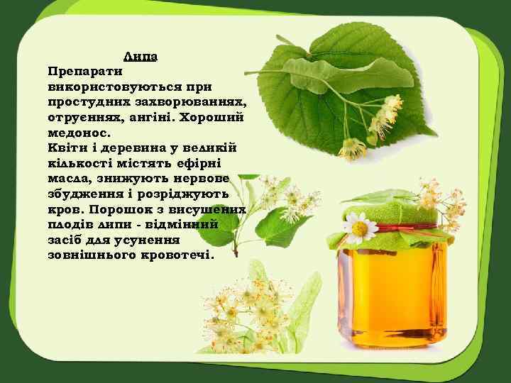 Липа Препарати використовуються при простудних захворюваннях, отруєннях, ангіні. Хороший медонос. Квіти і деревина у