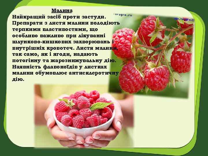 Малина Найкращий засіб проти застуди. Препарати з листя малини володіють терпкими властивостями, що особливо