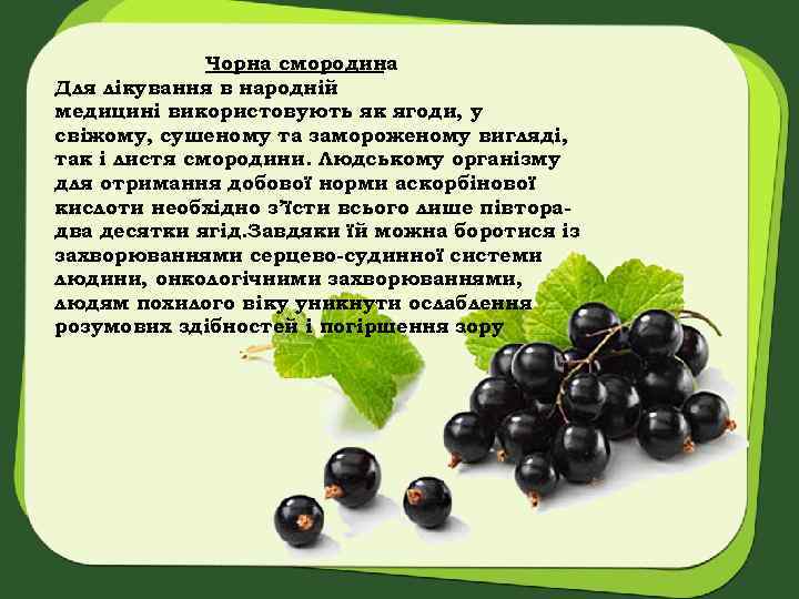 Чорна смородина Для лікування в народній медицині використовують як ягоди, у свіжому, сушеному та