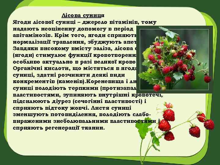 Лісова суниця Ягоди лісової суниці – джерело вітамінів, тому надають неоціненну допомогу в період
