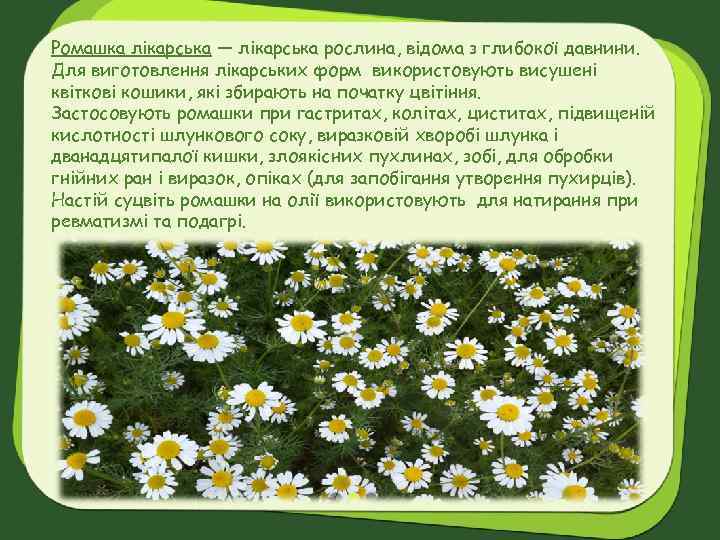 Ромашка лікарська — лікарська рослина, відома з глибокої давнини. Для виготовлення лікарських форм використовують