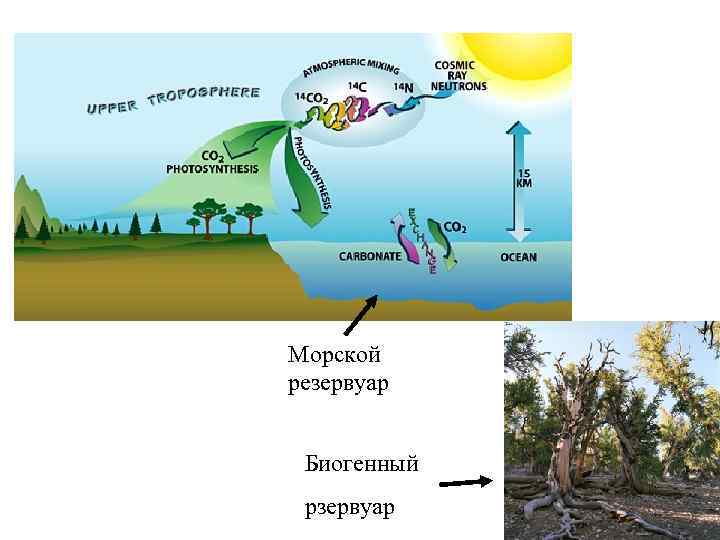 Морской резервуар Биогенный рзервуар 