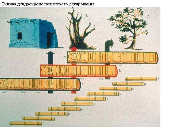 Тхника дендрохронологического датирования 