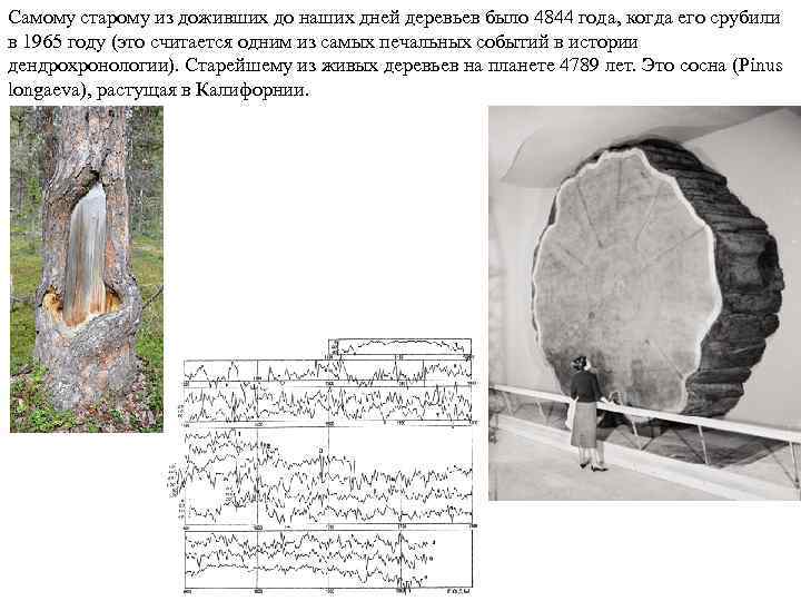 Самому старому из доживших до наших дней деревьев было 4844 года, когда его срубили
