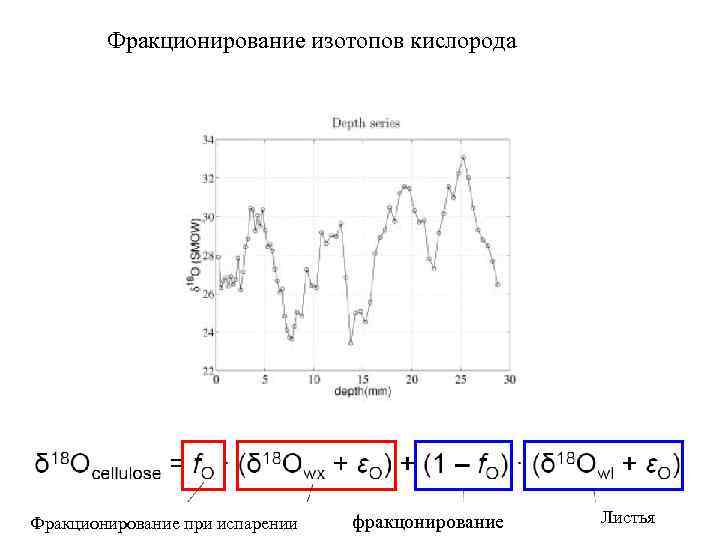 Фракционирование изотопов кислорода Глобальный цикл углерода г. Новосибирск, окрестности Ак. Городка Pteridium aquilinum Filipendule