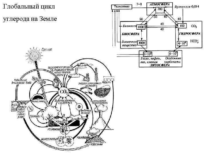 Глобальный цикл углерода на Земле г. Новосибирск, окрестности Ак. Городка Pteridium aquilinum Filipendule hexapetala