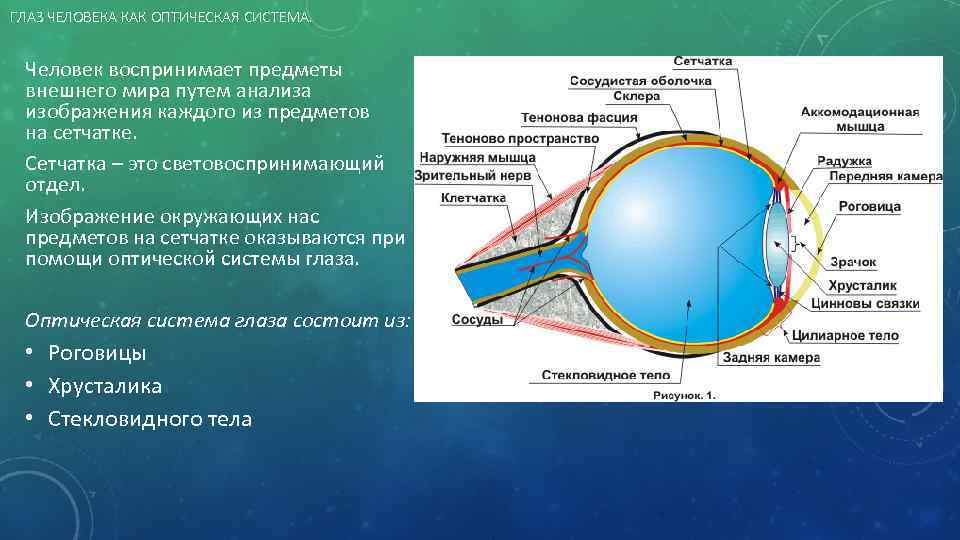 ГЛАЗ ЧЕЛОВЕКА КАК ОПТИЧЕСКАЯ СИСТЕМА. Человек воспринимает предметы внешнего мира путем анализа изображения каждого