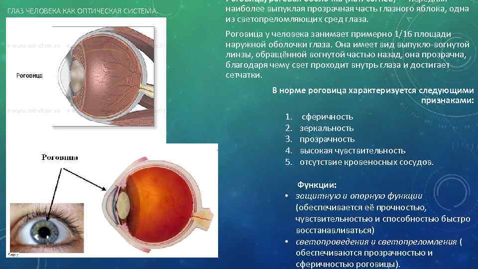 ГЛАЗ ЧЕЛОВЕКА КАК ОПТИЧЕСКАЯ СИСТЕМА. Рогови ца, роговая оболочка (лат. cornea) — передняя наиболее